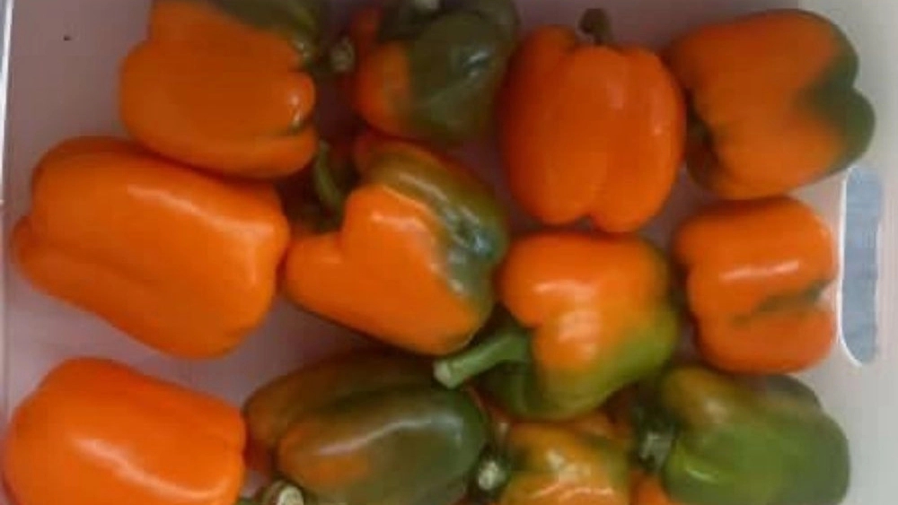 Trading, Exporting and Sales of Types of Capital Pepper in Isfahan