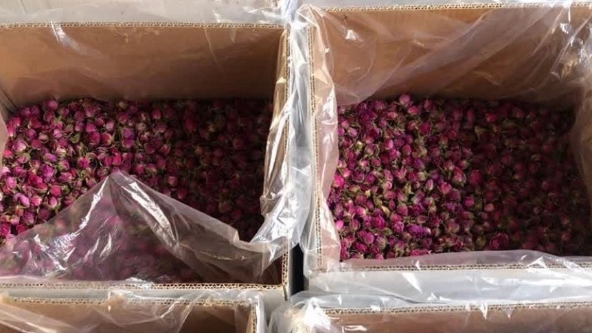 Major Sales of Mohammadi Laleh Zar Flower at Affordable Price
