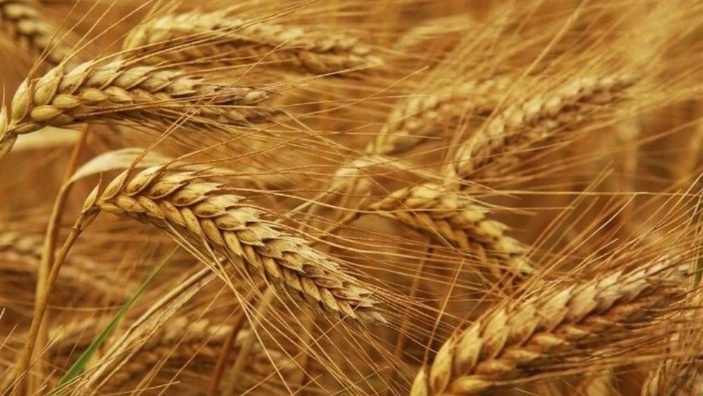 Agricultural Production Company; Bonab, Wheat and Onion Seed Production in East Azerbaijan