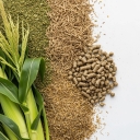 Asadi livestock feed, sale of dryer and corn forage in West Azerbaijan Chaharbajj