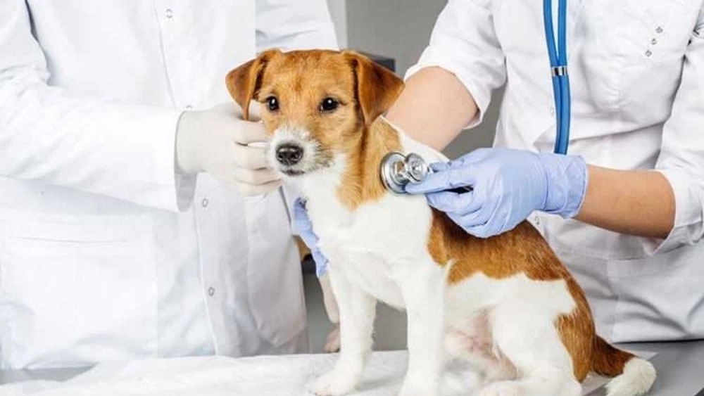 Mousavi Veterinary Veterinary, Injection and Animal Care Services in Tehranpars
