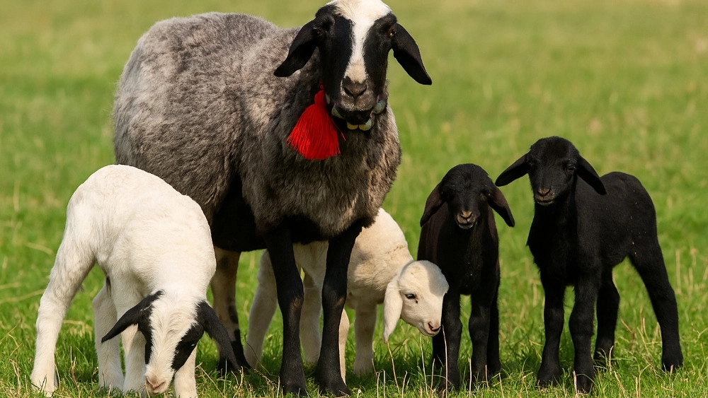 Buy Multiplayed Live Sheep in Qazvin