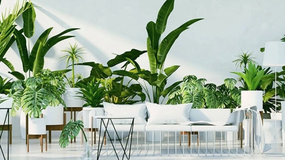 Emmertat Greenhouse, Production and Sale of Apartment Plants in Mazandaran