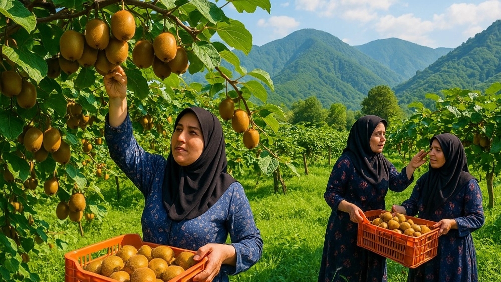 Kiwi export in Talesh Gilan