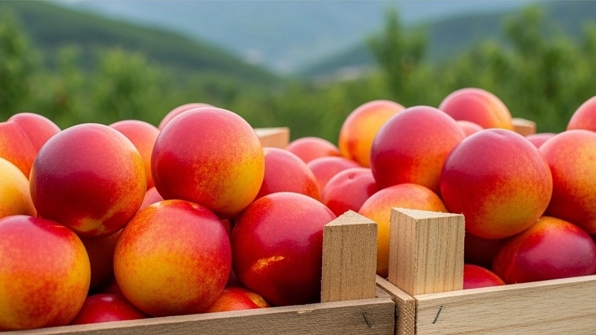 Exports of Shalil in Talesh Gilan
