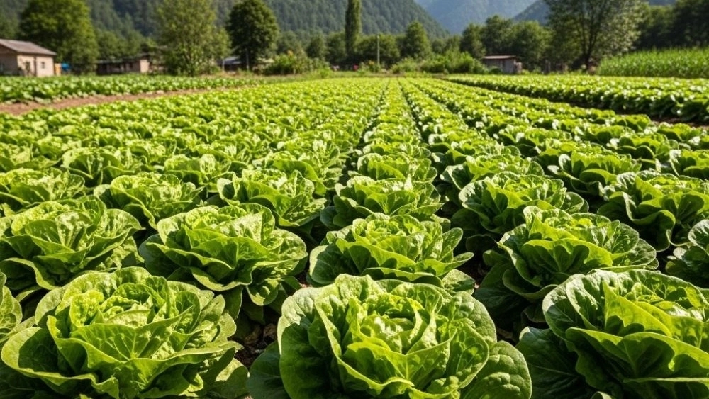 Export of lettuce in Gilan