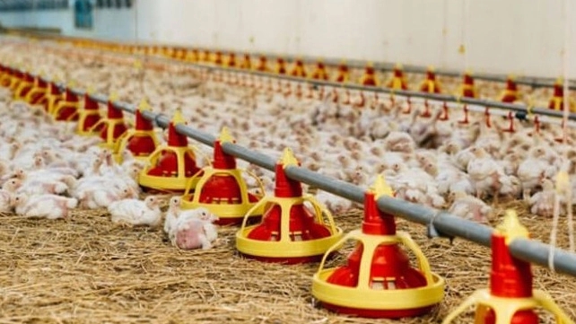 Derry Agriculture Shop, Sale of Poultry and Chick Equipment in Semnan