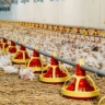 Derry Agriculture Shop, Sale of Poultry and Chick Equipment in Semnan