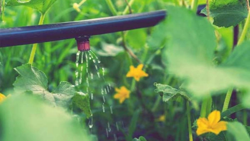 Tofiqian Irrigation Services, Implementation of Smart Drop irrigation system in Gilan