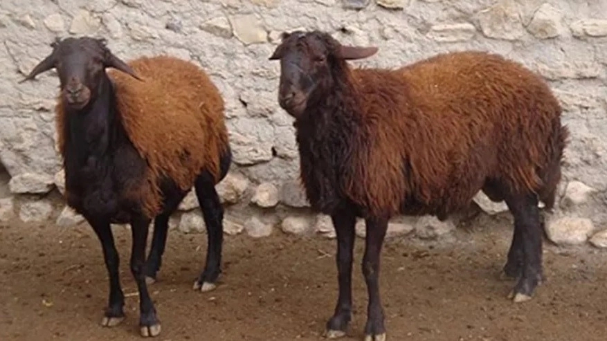 Ehsan Lotfi Livestock, Buy and Sale of Live Ghezel Afshar Sheep in Miandoab