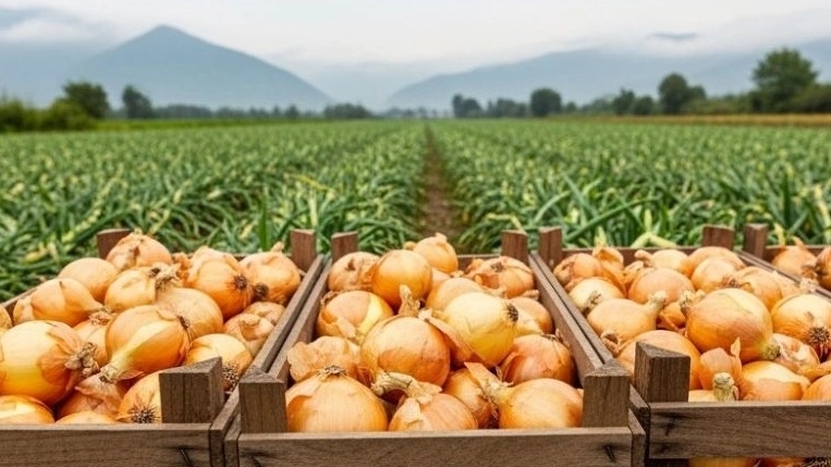 Exports of Yellow onion in Talesh Gilan