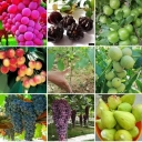 Aran Nursery, Direct Supply of Modified Walnut Seedlings in Miandoab