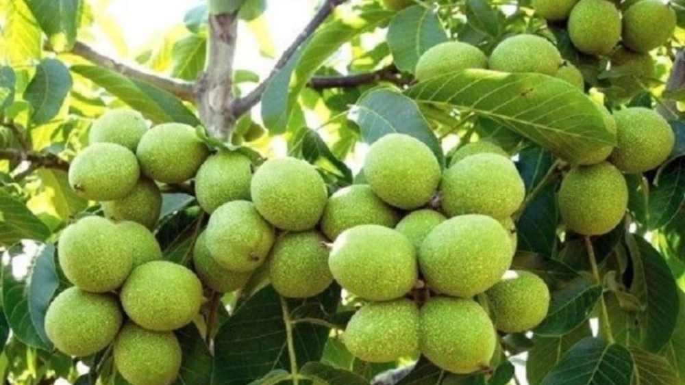 Aran Nursery, Direct Supply of Modified Walnut Seedlings in Miandoab