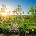 Pour Abbas Nursery, Production of Dear and Early Seedlings in Miandoab