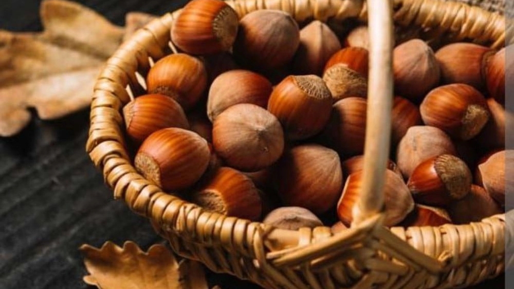 Buy Gilan's first grade hazelnut