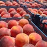 God -made fruit shop, export of fruits in Shundabad