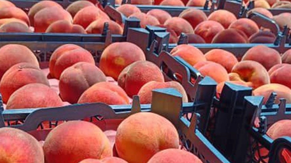 God -made fruit shop, export of fruits in Shundabad