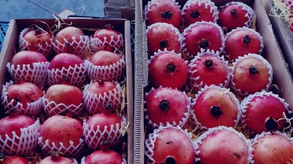 Surveying Maghsoudi, Fruit and Fruit Exports in Jiroft