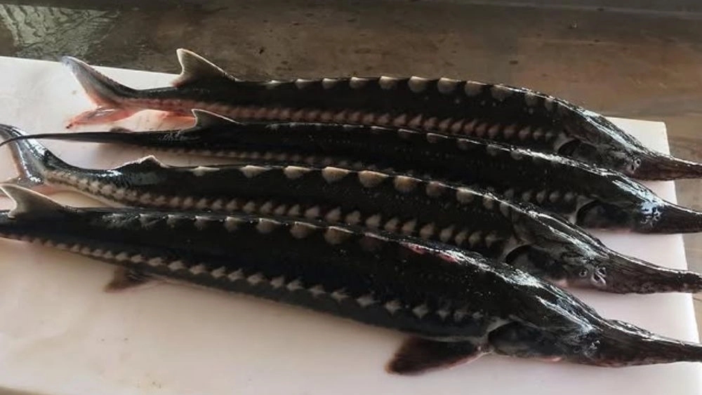 Fish Campus, Sales and Sale of Shrimp and Caviar in Anzali