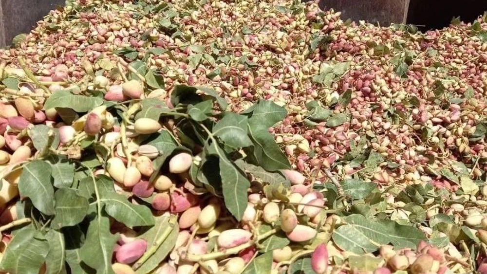 Amiran Pistachio, Production of Wholesale Pistachio Sales in Sabzevar Khorasan Razavi