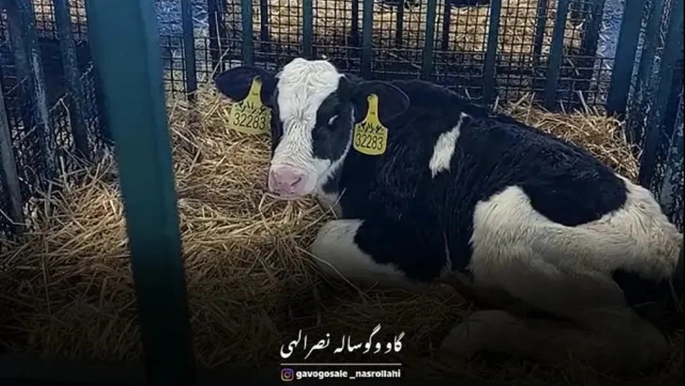 Nasrallahi Cow and Calf, Buy and Sale of Cow and Calf in Qazvin