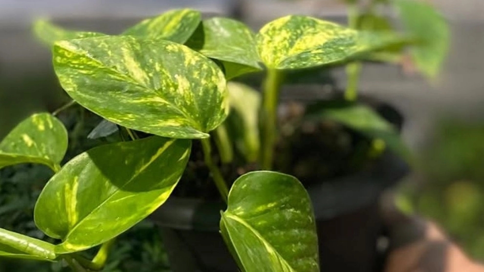Moradi Greenhouse, Sale of Flowers and Plants in Tonekabon Mazandaran