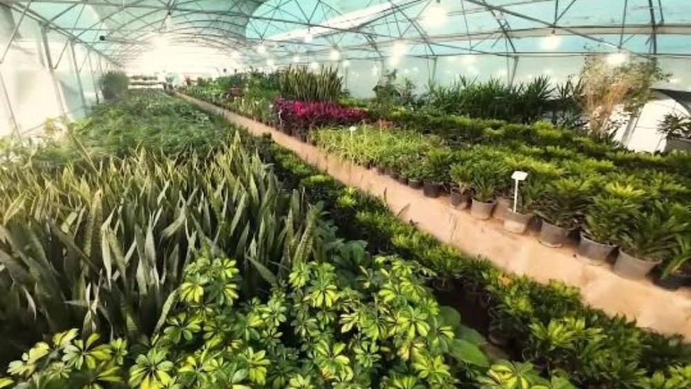 Primchal Greenhouse, Sale of Fruit and Ornamental Trees in Kashan