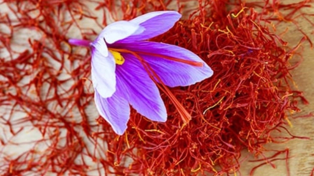 Prominent Saffron Bagheri, Major Broadcast of Saffron in Farouj North Khorasan
