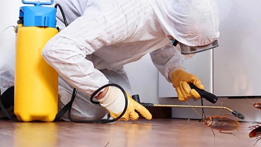 Pad Avi Special Climate Company, Insect Spraying and Insects in Mazandaran