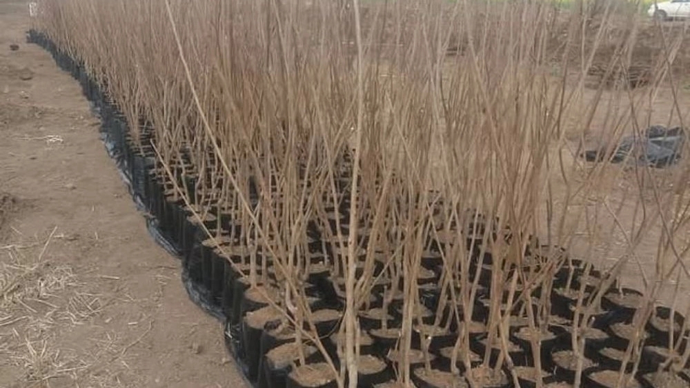 Sid Market Seedlings, Production and Distribution of Types of Prompt and Unpredictable Seedlings in Golestan