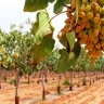 Green emerald pistachio nursery, sale of grafted and non-grafted pistachio seedlings in Mehriz