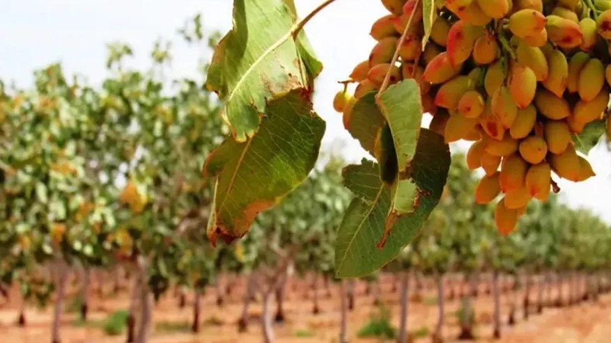 Green emerald pistachio nursery, sale of grafted and non-grafted pistachio seedlings in Mehriz