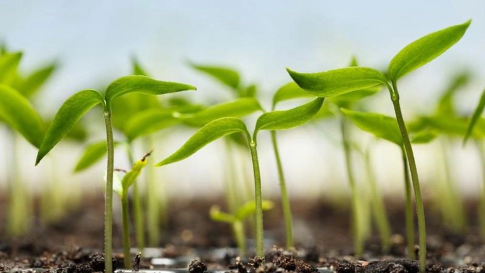 Sadaqat Nursery, production and export of potted seedlings in Aliabad Katul