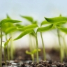 Sadaqat Nursery, production and export of potted seedlings in Aliabad Katul