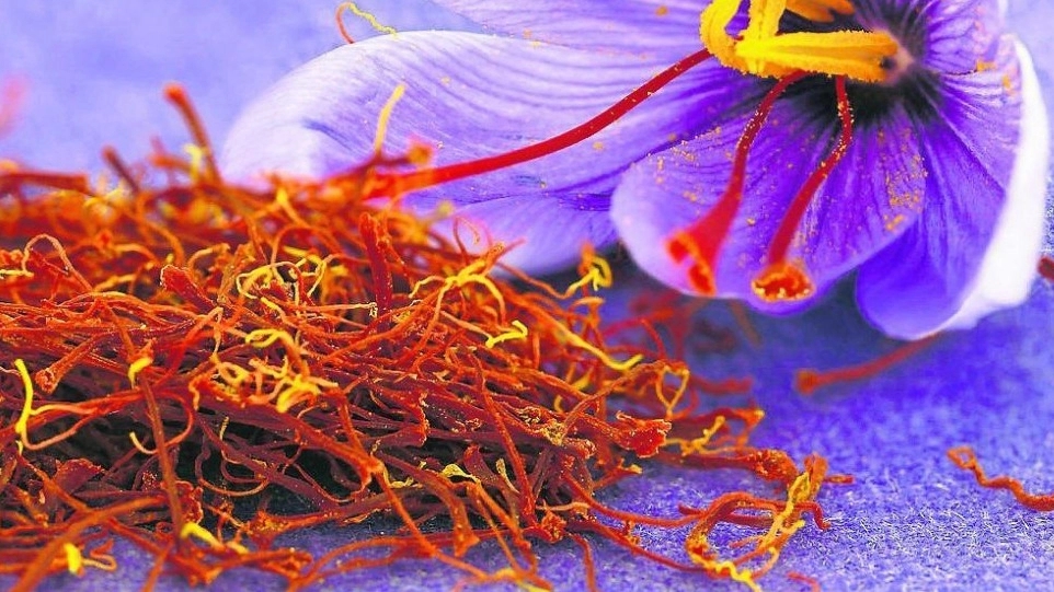 Yousefi saffron city store, selling original saffron in South Khorasan