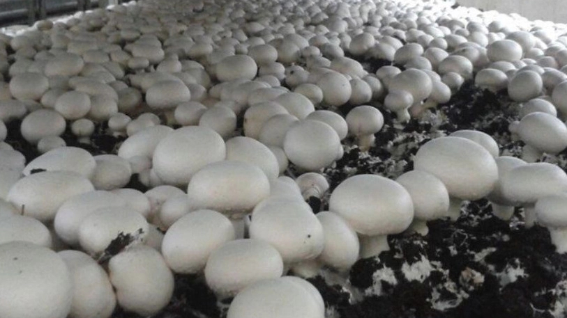 Pearl mushroom production, mushroom production and distribution in Kalachai