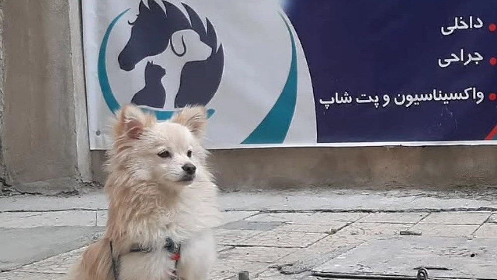 Shefa clinic and pet shop, Dr. Salimi's veterinary clinic in Sanandaj