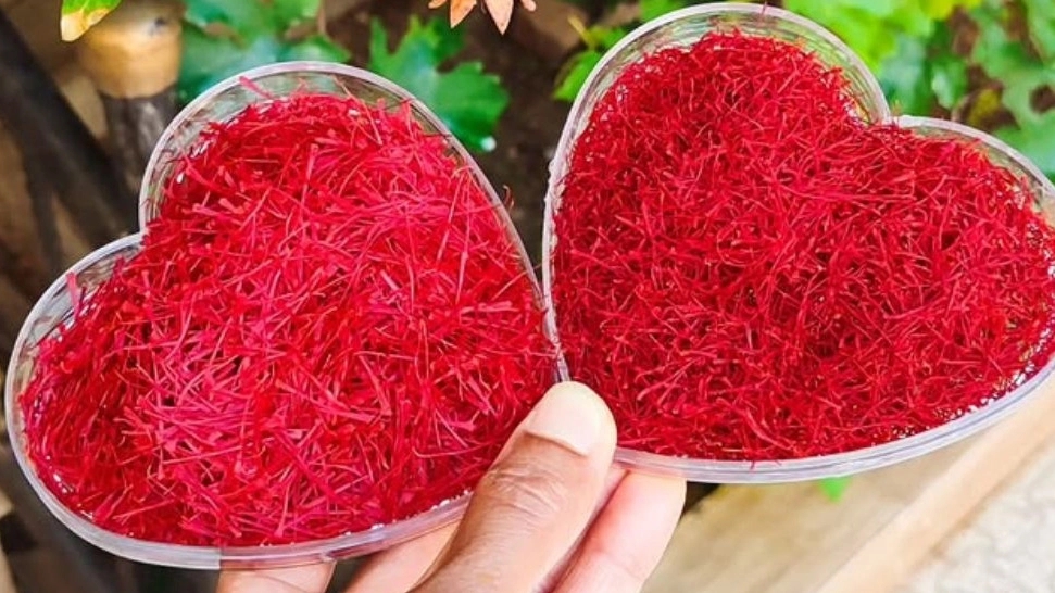 Desert farm saffron, production and sale of saffron in Serayan South Khorasan
