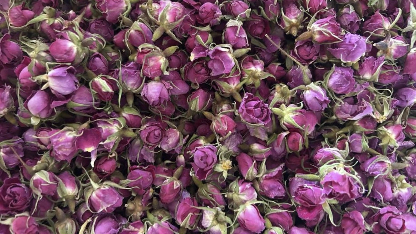 High quality rose buds at a reasonable price