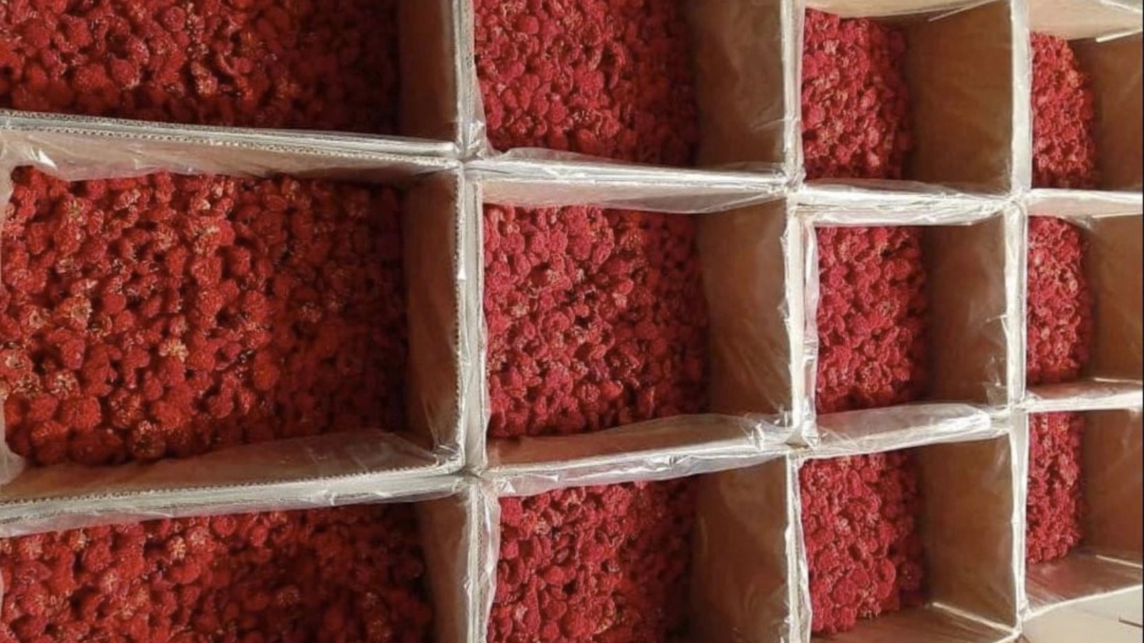 Special sale of Persian Gulnar at an exceptional price