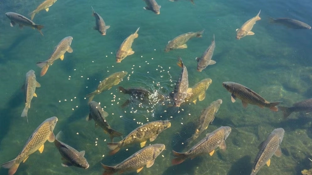 Common carp food price