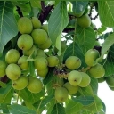 Lush Azizi nursery, production of fruit seedlings in Miandoab