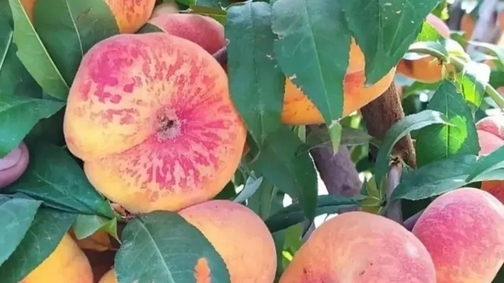 Lush Azizi nursery, production of fruit seedlings in Miandoab