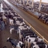 Qazvin Livestock Terminal, buying and selling cows and calves in Abik
