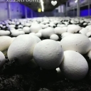 Ara mushroom farm, production and sale of mushrooms in Garmsar