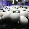 Ara mushroom farm, production and sale of mushrooms in Garmsar