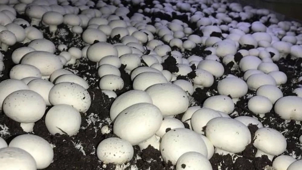 Ara mushroom farm, production and sale of mushrooms in Garmsar