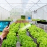 Chengizi agricultural services, technical consultation for visiting greenhouses, orchards and agricultural inputs in Khomein city