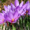 Qaenat Adeli saffron, spreading all kinds of saffron in Sufian, Tabriz