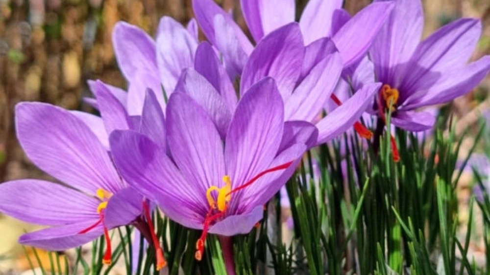 Qaenat Adeli saffron, spreading all kinds of saffron in Sufian, Tabriz